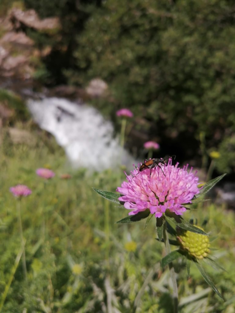 excursions amb nens cerdanya francesa